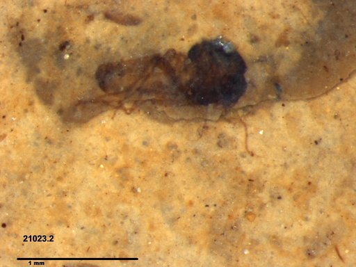 Diptera