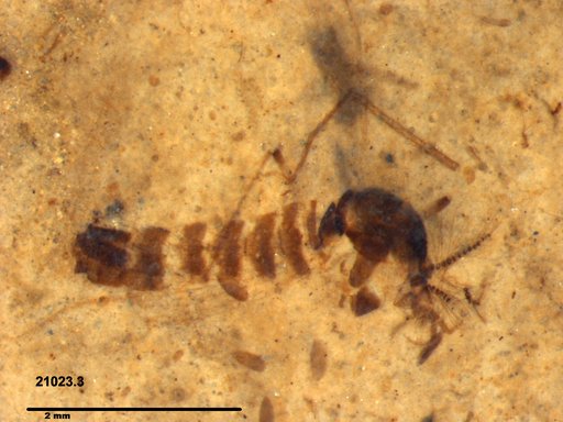 Chaoboridae