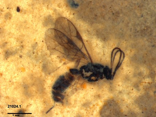 Ichneumonidae