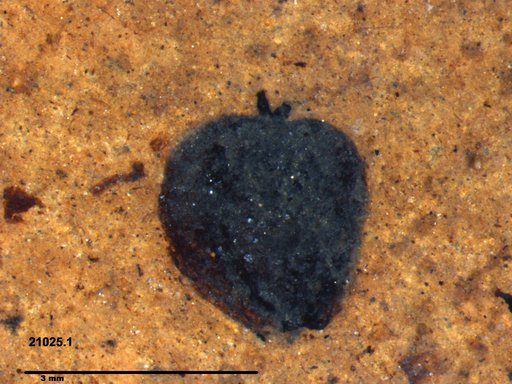 Tracheophyta