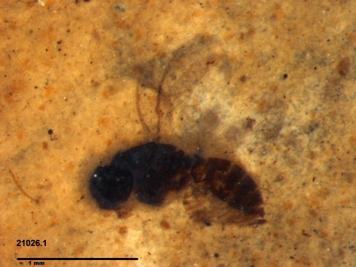 Genus sp
