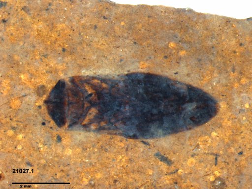 Corixidae