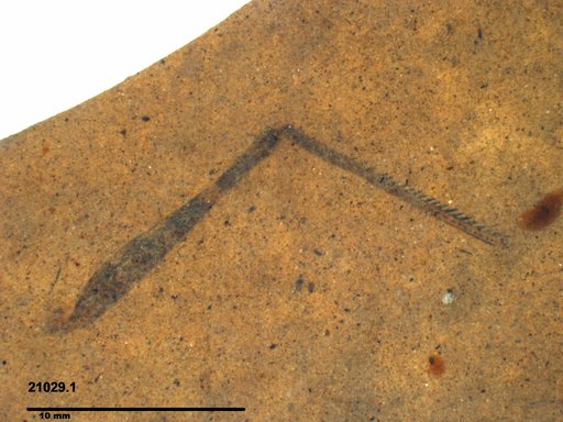 Genus sp