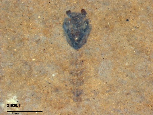 Diptera