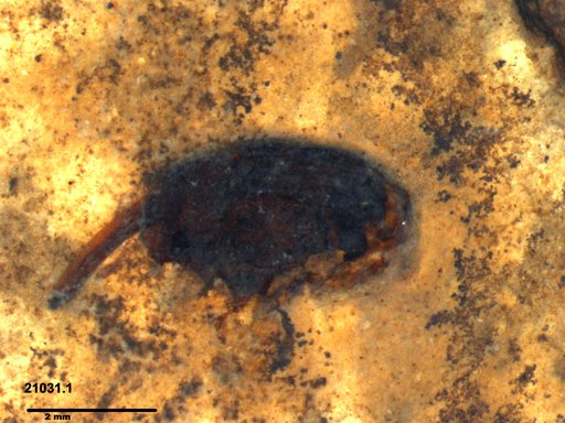 Genus sp