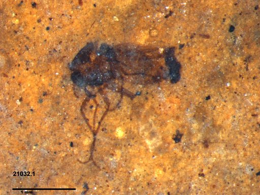 Diptera