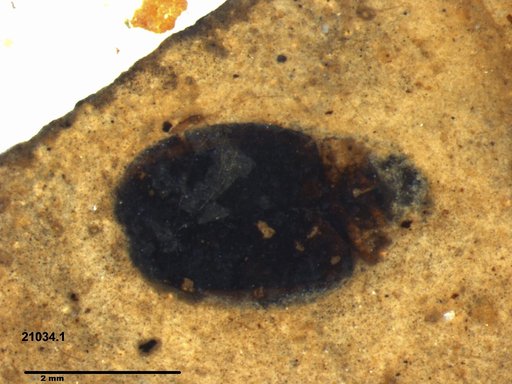 Chrysomelidae