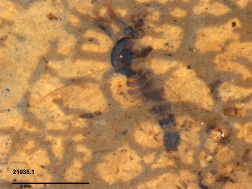 Chaoboridae