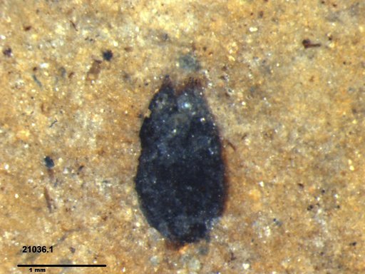 Tracheophyta