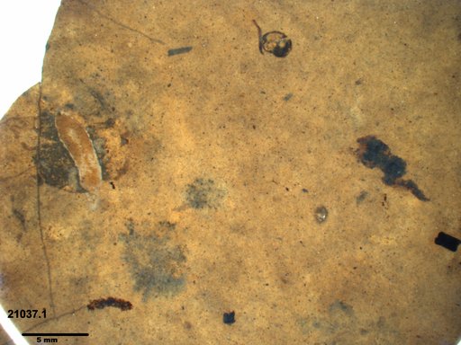 Tracheophyta