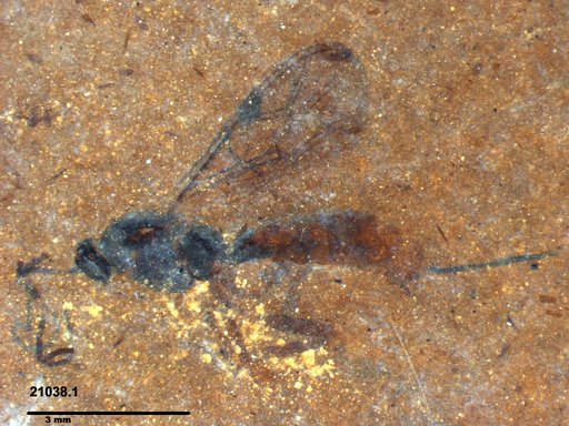 Ichneumonidae