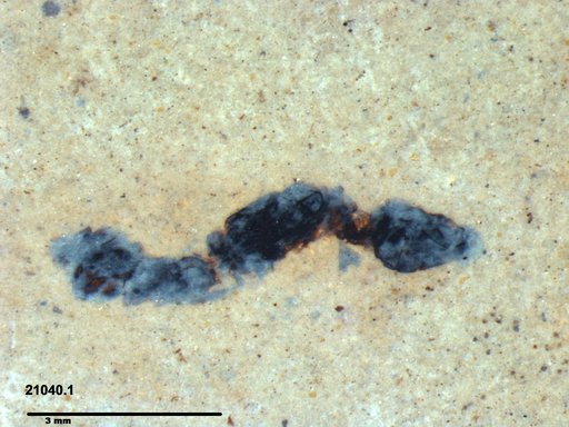 Genus sp