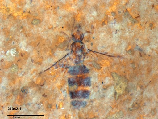 Formicidae