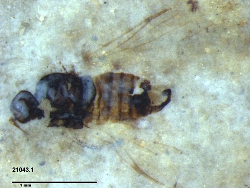 Diptera