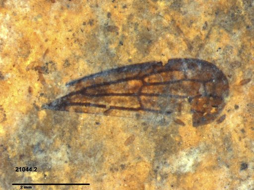 Insecta