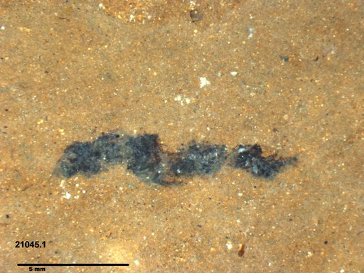 Genus sp