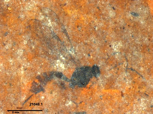 Ichneumonidae