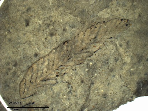 Tracheophyta