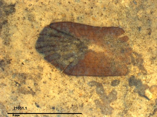 Genus sp