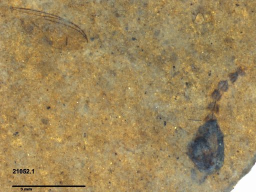 Diptera