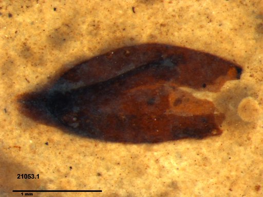 Tracheophyta