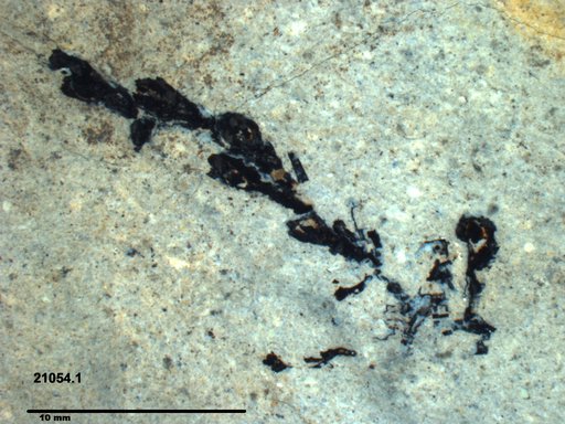 Tracheophyta