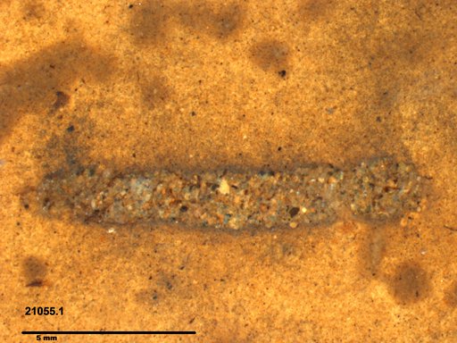 Genus sp