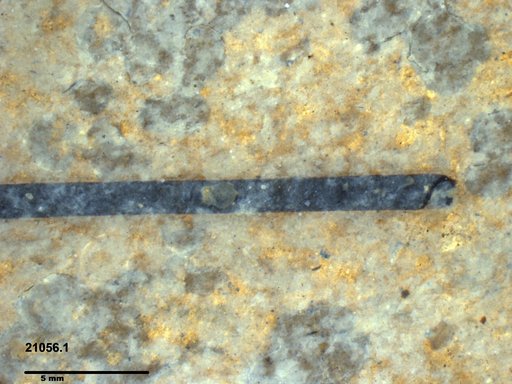 Tracheophyta
