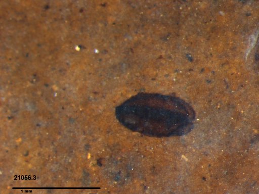 Tracheophyta