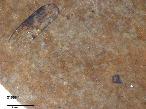 Diptera