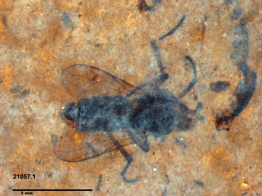 Diptera
