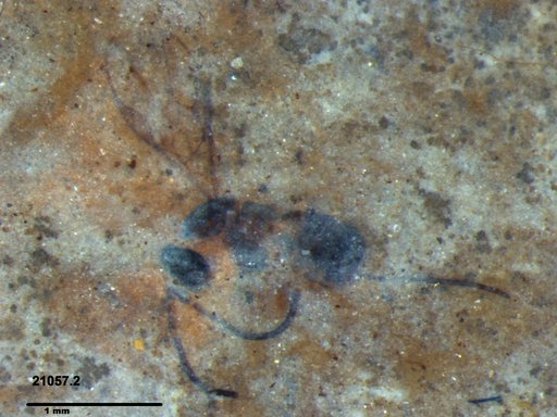 Braconidae