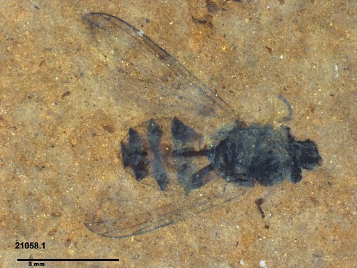Syrphidae