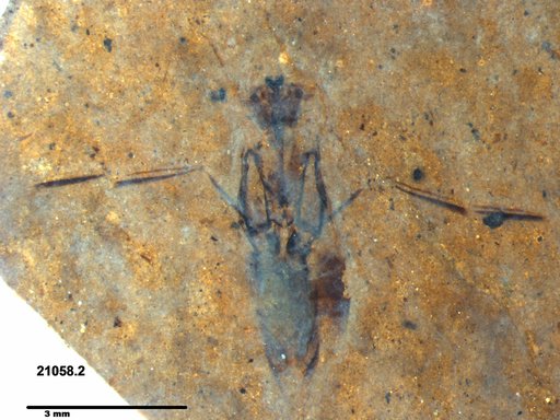 Notonectidae
