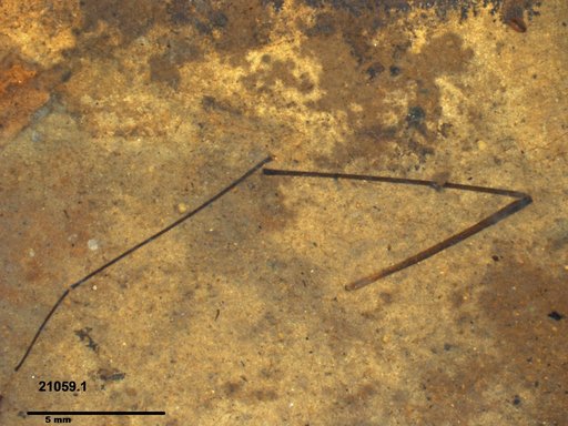 Diptera