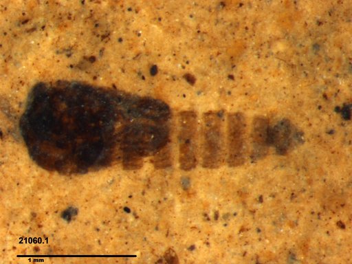 Diptera