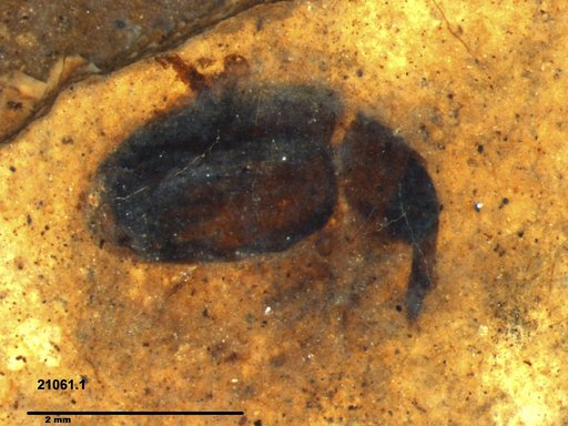 Genus sp