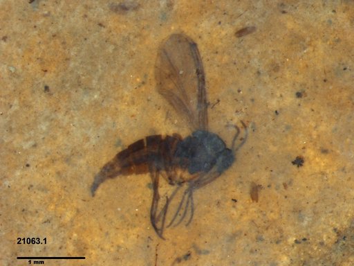 Sciaridae
