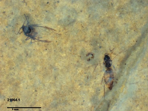 Diptera