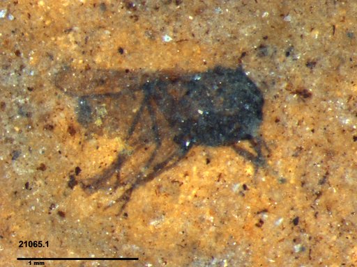 Diptera
