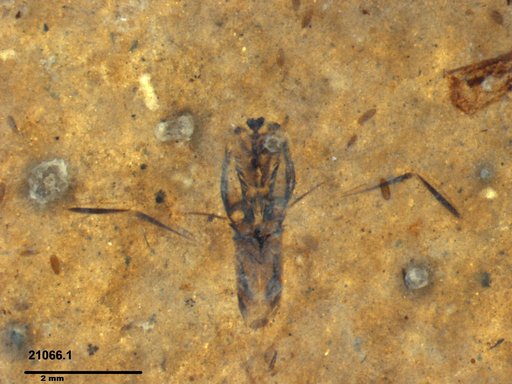 Notonectidae