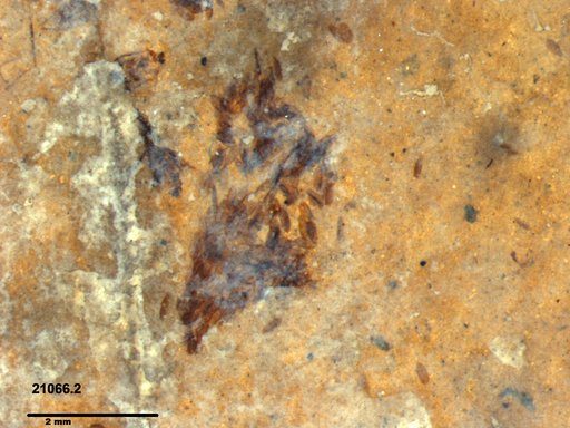 Chaoboridae