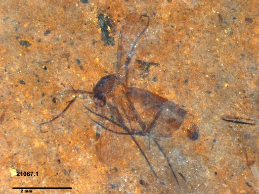 Mycetophilidae