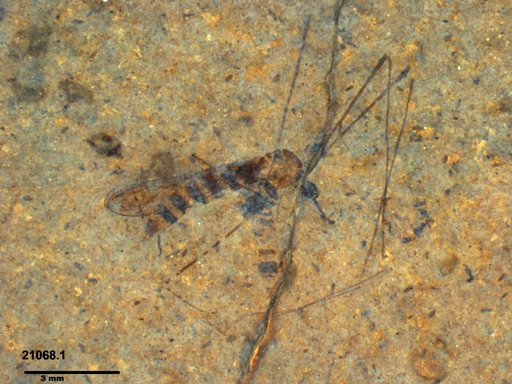 Limoniidae