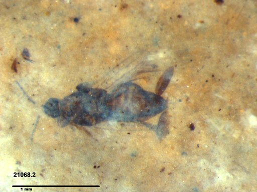 Genus sp