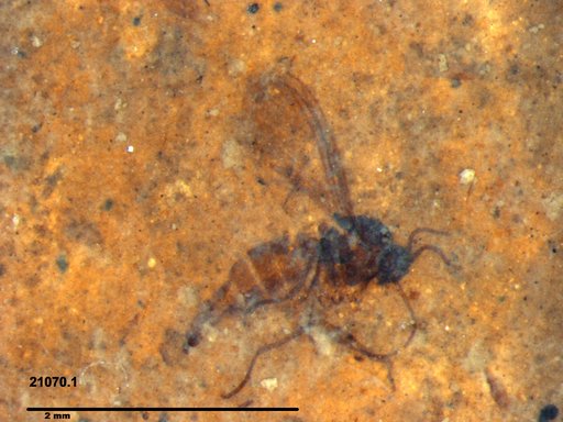 Sciaridae