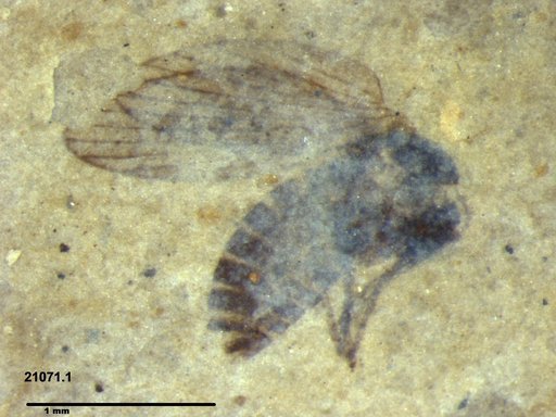 Psychodidae