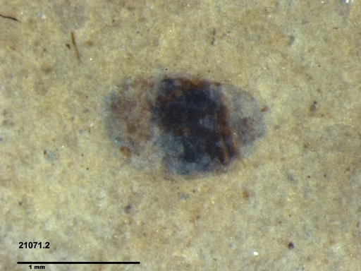 Insecta