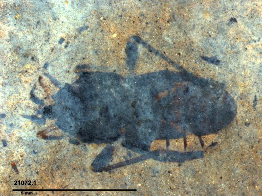 Genus sp