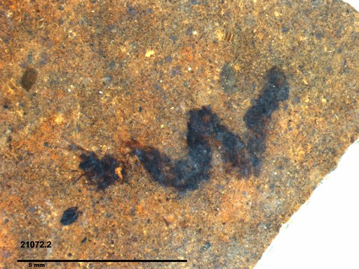 Genus sp